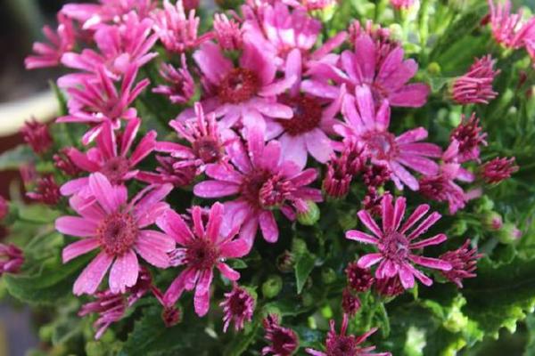 属马火命适合的绿植：助运旺财，为生活增添活力