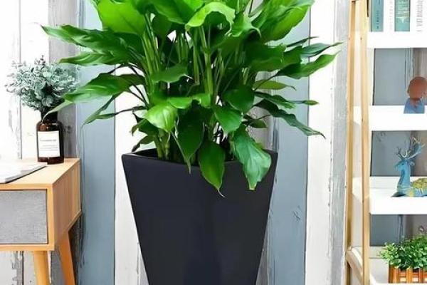 属马火命适合的绿植：助运旺财，为生活增添活力