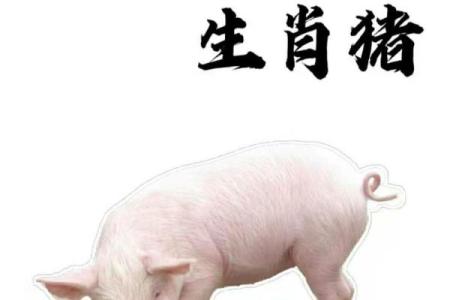 生肖猪39岁后的命运转折与发展机遇