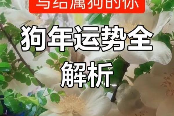 属狗人36岁命运解析:事业爱情双丰收的秘密 属狗人36岁命运解析:事业爱情双丰收的秘密