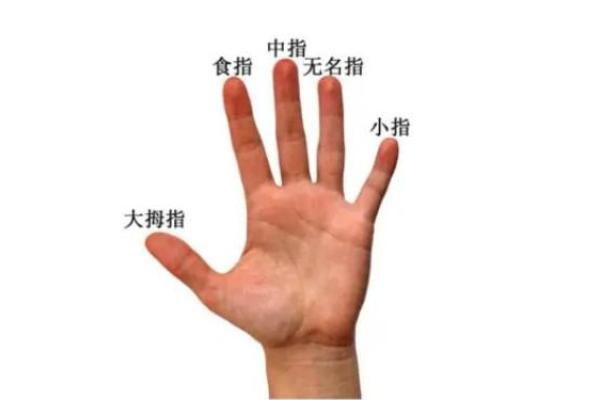女人手指的形状与命运的千丝万缕的关系 女人手指的形状与命运的千丝万缕的关系