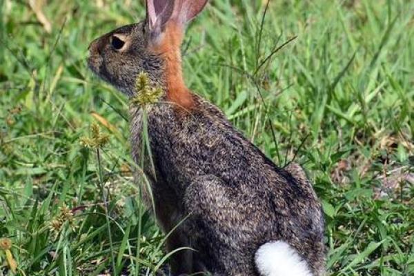 什么样的父母能生出命好的兔宝宝？探寻兔宝宝的命运之路！