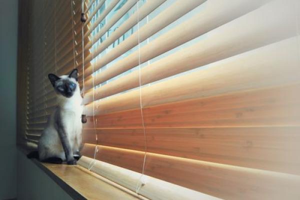 三眼皮的秘密:命运与个性的深刻关联 三眼皮的秘密:命运与个性的深刻关联