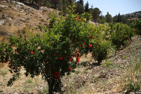 石榴木命与八字命理:如何选择适合的命格搭配? 石榴木命与八字命理:如何选择适合的命格搭配?