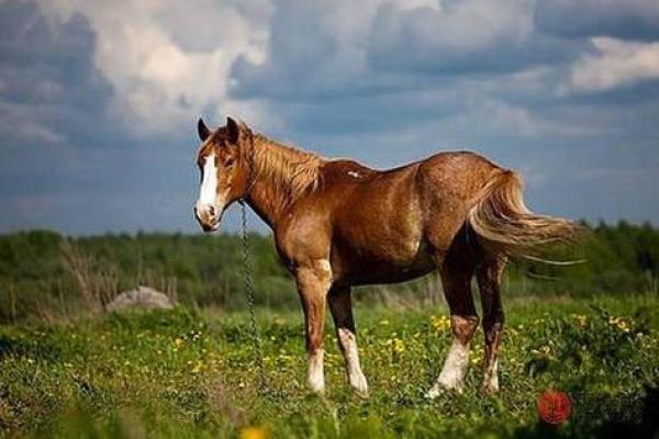 属马二月十六出生的命运解析:奔腾的生命,追求自由的灵魂 属马二月十六出生的命运解析:奔腾的生命,追求自由的灵魂