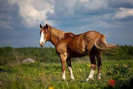 属马二月十六出生的命运解析：奔腾的生命，追求自由的灵魂