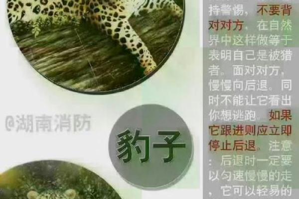 生来怒才，命中注定的动物：它们如何塑造我们的命运？