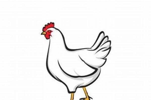 属鸡男命运解析:隐秘的缺陷与不利影响 属鸡男命运解析:隐秘的缺陷与不利影响