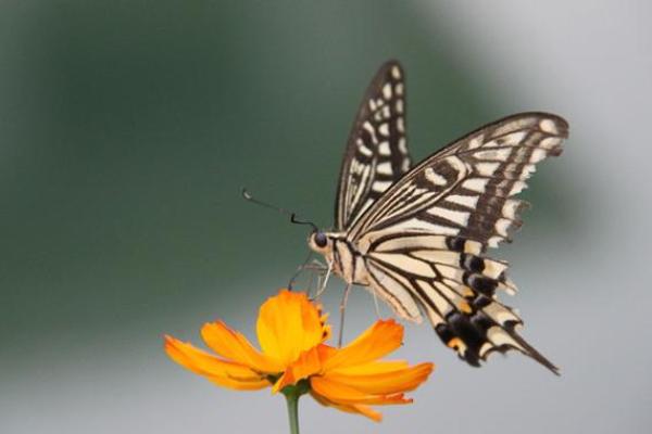 女人蝴蝶命：探索命理中的美丽与脆弱
