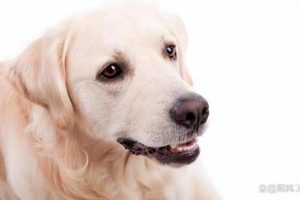 属狗人农历十月命运分析与人生哲学探讨