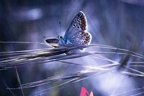 桑柘木命的人适合从事的生意与发展方向探讨