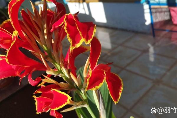 火命人适合养什么花？让你的家充满生机与活力！