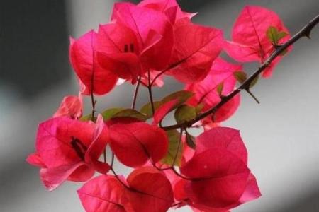 火命人适合养什么花？让你的家充满生机与活力！