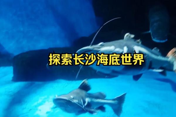 根据命理选择养鱼,打造与众不同的水族世界! 根据命理选择养鱼,打造与众不同的水族世界!
