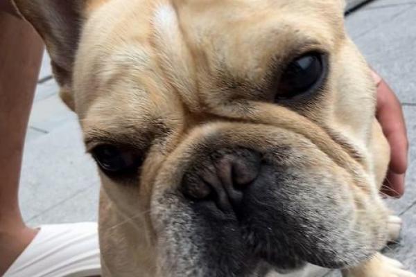 嗜酒如命的网红狗：揭秘这只酒桶犬的幕后故事