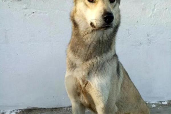 属狗之人：出生在四月的命运解析与生活启示