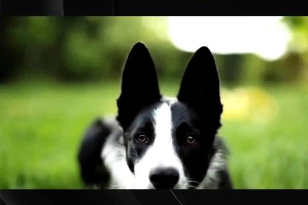 属狗人的命格解析:忠诚与智慧的完美结合 属狗人的命格解析:忠诚与智慧的完美结合