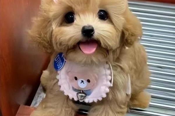 属马火命家庭养什么?八种适合火命群体的宠物推荐! 属马火命家庭养什么?八种适合火命群体的宠物推荐!