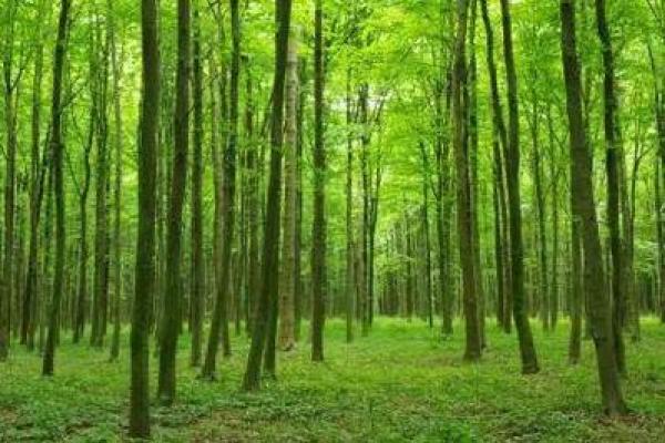 木命兔的职场困境：为何找工作如此艰难？