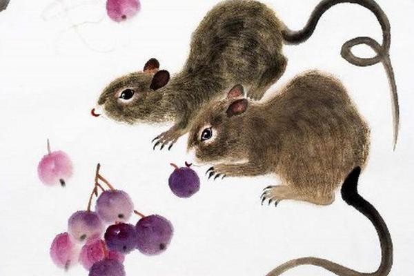 生肖三鸡一鼠：解读二十八命的神秘之旅