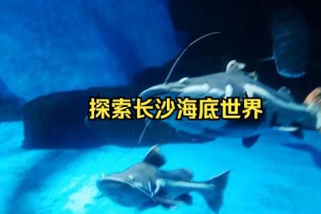 根据命理选择养鱼，打造与众不同的水族世界！