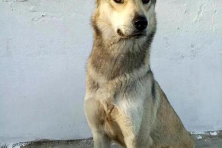 属狗之人：出生在四月的命运解析与生活启示