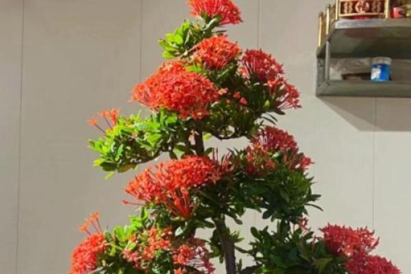 适合养花的人命理分析：五行与花卉的完美结合