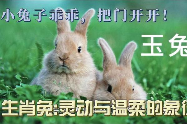 农历二月兔儿命：温柔与坚韧的完美结合