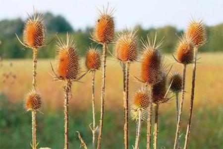 桑松木命的挂件搭配建议——提升运势与风水的完美选择