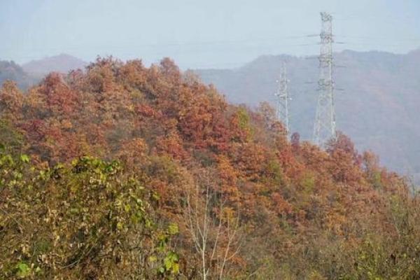 秋天的韵味：税收与人生的深刻反思