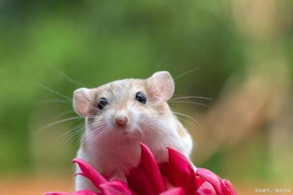 46岁属鼠人士的命运解析：生活与事业的全景展望