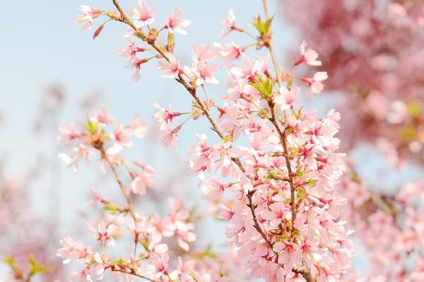 什么样的女人桃花命好？揭秘吸引爱情的秘诀！