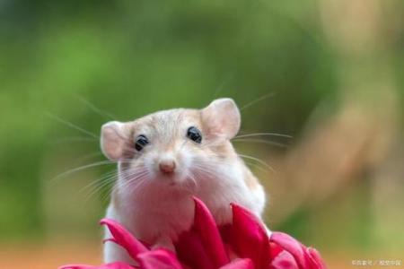 46岁属鼠人士的命运解析：生活与事业的全景展望