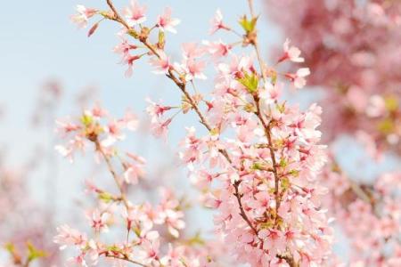 什么样的女人桃花命好？揭秘吸引爱情的秘诀！