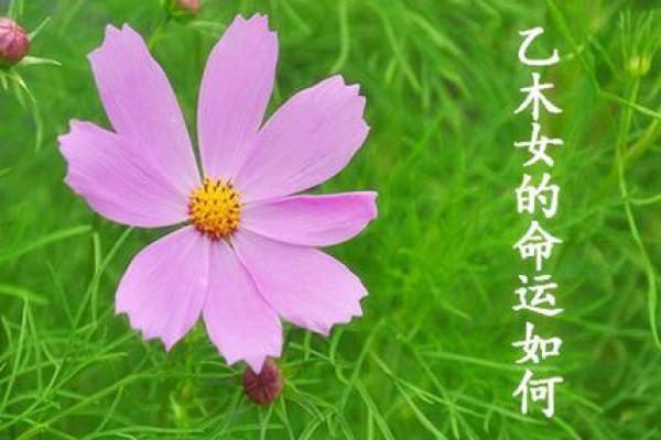 属猪女孩虎夜行的命运解析：探索她的性格与未来