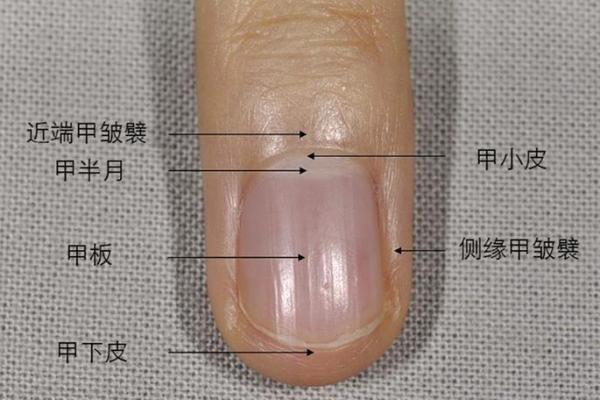手指甲上的月牙:揭示你命运与健康的秘密 手指甲上的月牙:揭示你命运与健康的秘密