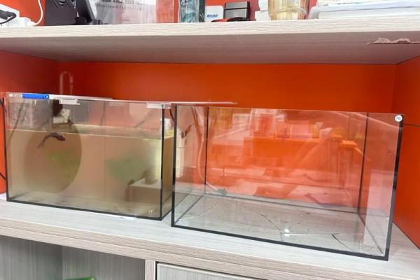 桑松木命适合养什么鱼？探寻完美的鱼缸搭配！