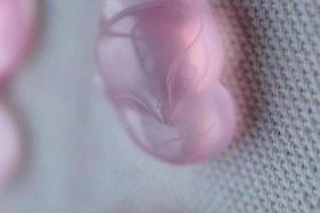 揭开狐仙之谜：什么样的女命引得她倾心相伴？