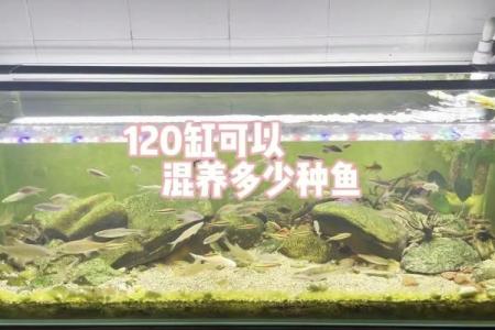 桑松木命适合养什么鱼？探寻完美的鱼缸搭配！