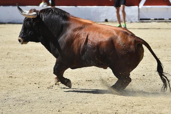 属牛农历28生的命运解析：坚韧不拔的草原勇士