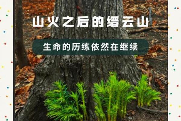 山顶火命与土命的完美结合：火与土的和谐之旅