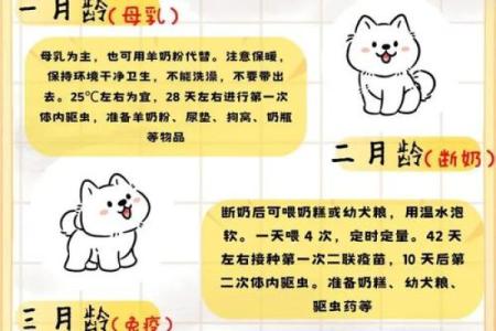 属狗牛进食时辰解析：如何合理安排饮食以促进健康生活