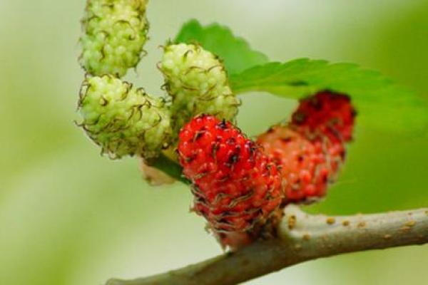 揭秘桑拓木的命运：命理中的植物象征与命运纠葛