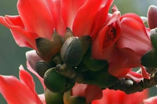 逆插桃花命的揭秘：探寻生命中的独特情缘与命运转折