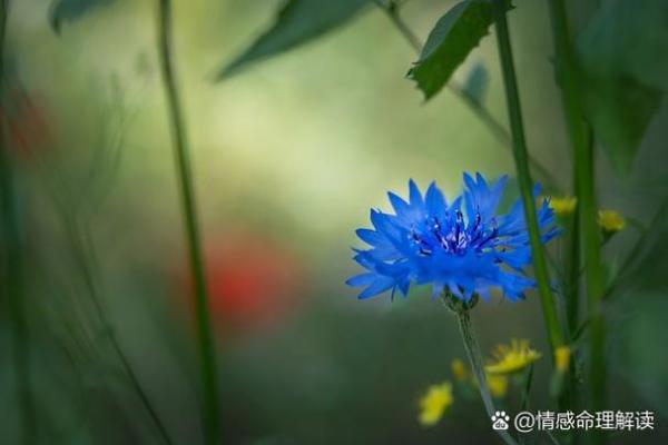 石榴木命与其他命理的完美搭配：缘分的桥梁与和谐的生活之道