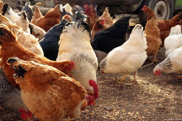 山下火鸡命里缺什么?揭秘五大关键元素! 山下火鸡命里缺什么?揭秘五大关键元素!