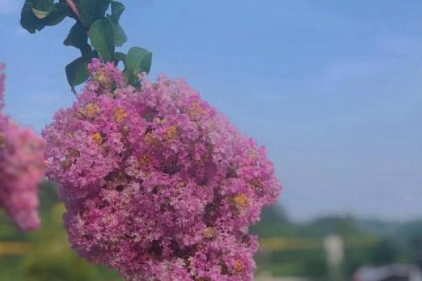 属虎水命的人适合养什么花?这些花让你旺运又美丽! 属虎水命的人适合养什么花?这些花让你旺运又美丽!