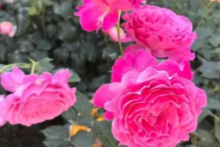 属虎水命的人适合养什么花？这些花让你旺运又美丽！