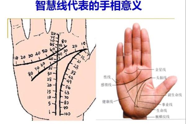 揭示手相中的生命线：它隐藏着你的命运与潜能