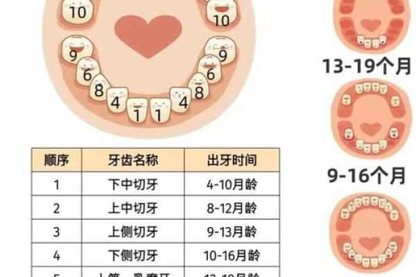 女26颗牙的命运和性格解析:你知道吗? 女26颗牙的命运和性格解析:你知道吗?